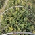 大量出售白花油容器茶苗，实生苗