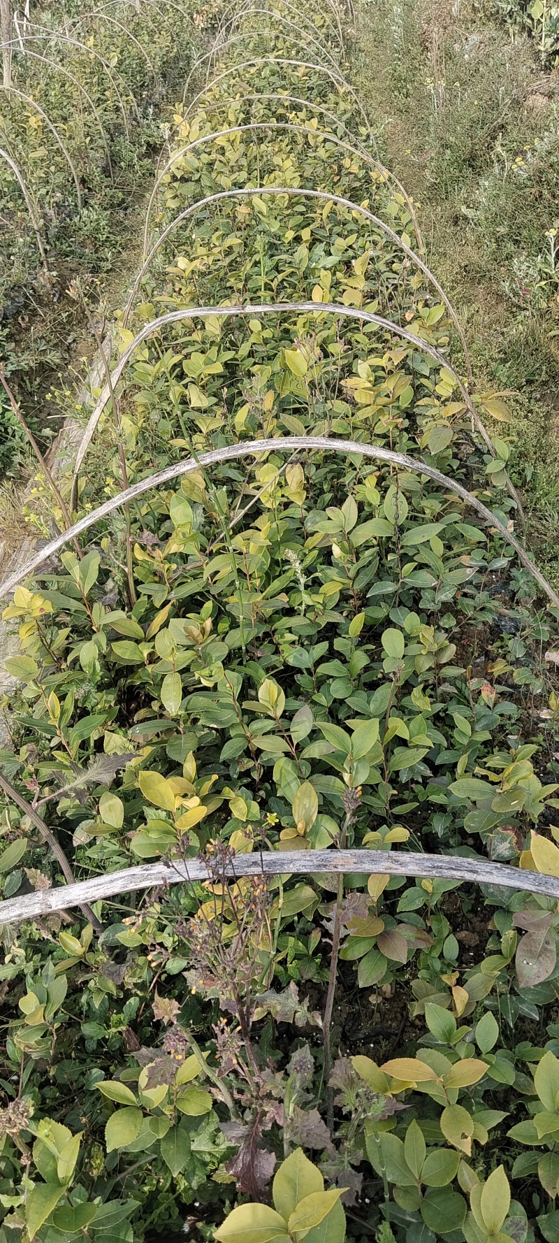 大量出售白花油容器茶苗，实生苗