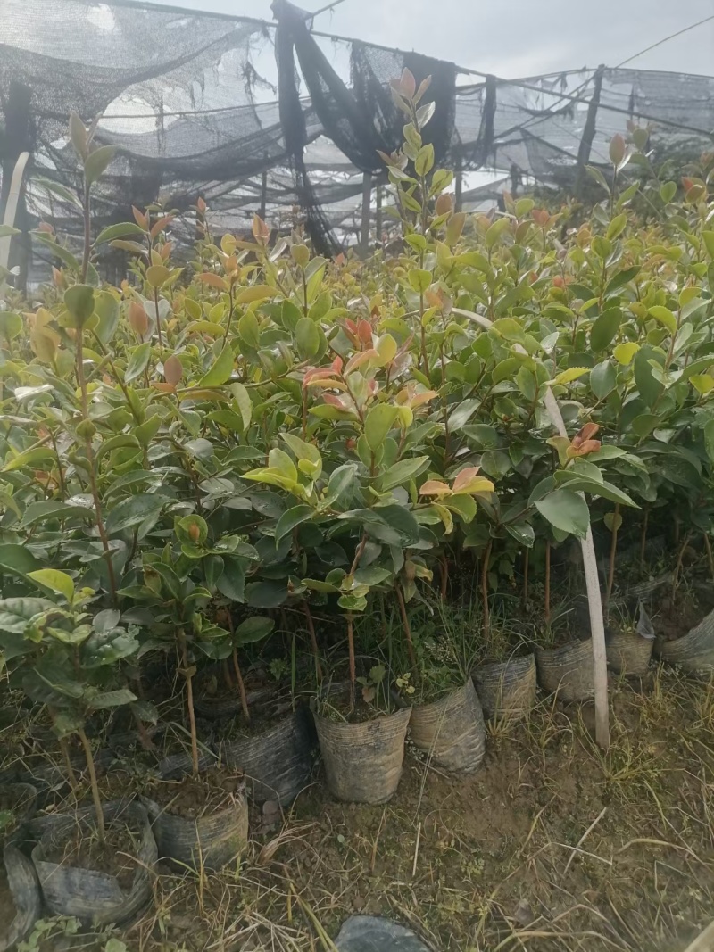 大量出售白花油容器茶苗，实生苗