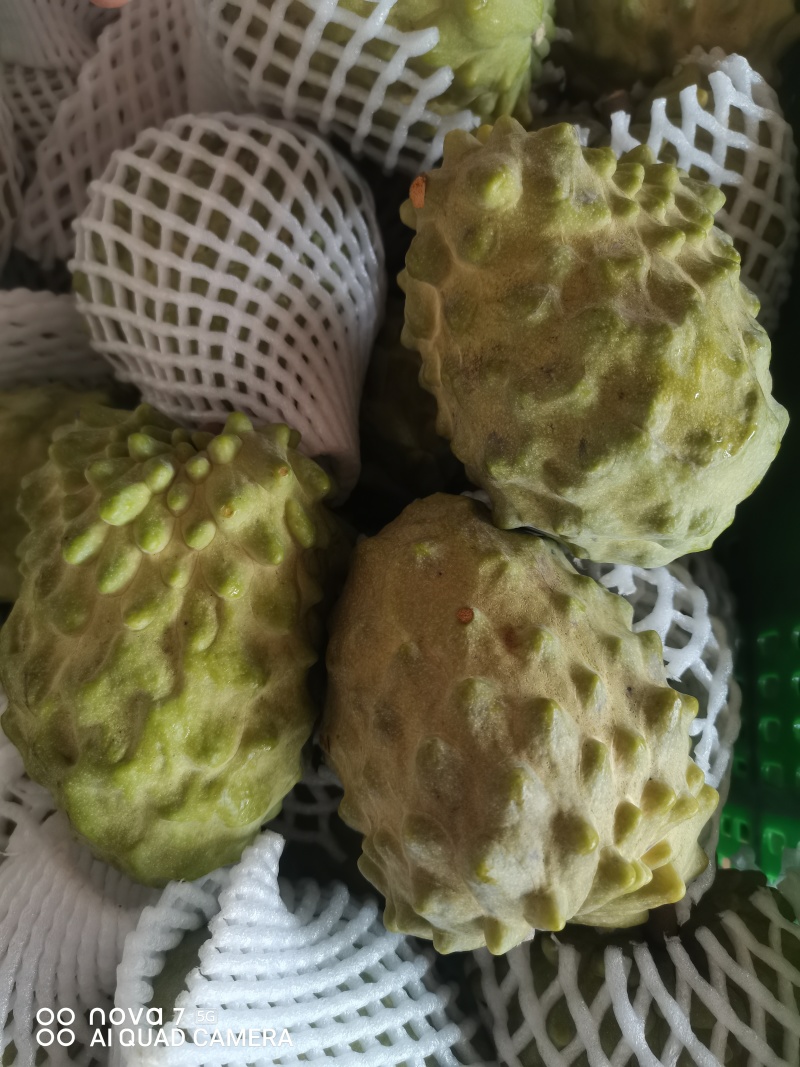 广西精品台湾释枷果，正常供应中，欢迎各大老板来电咨询。