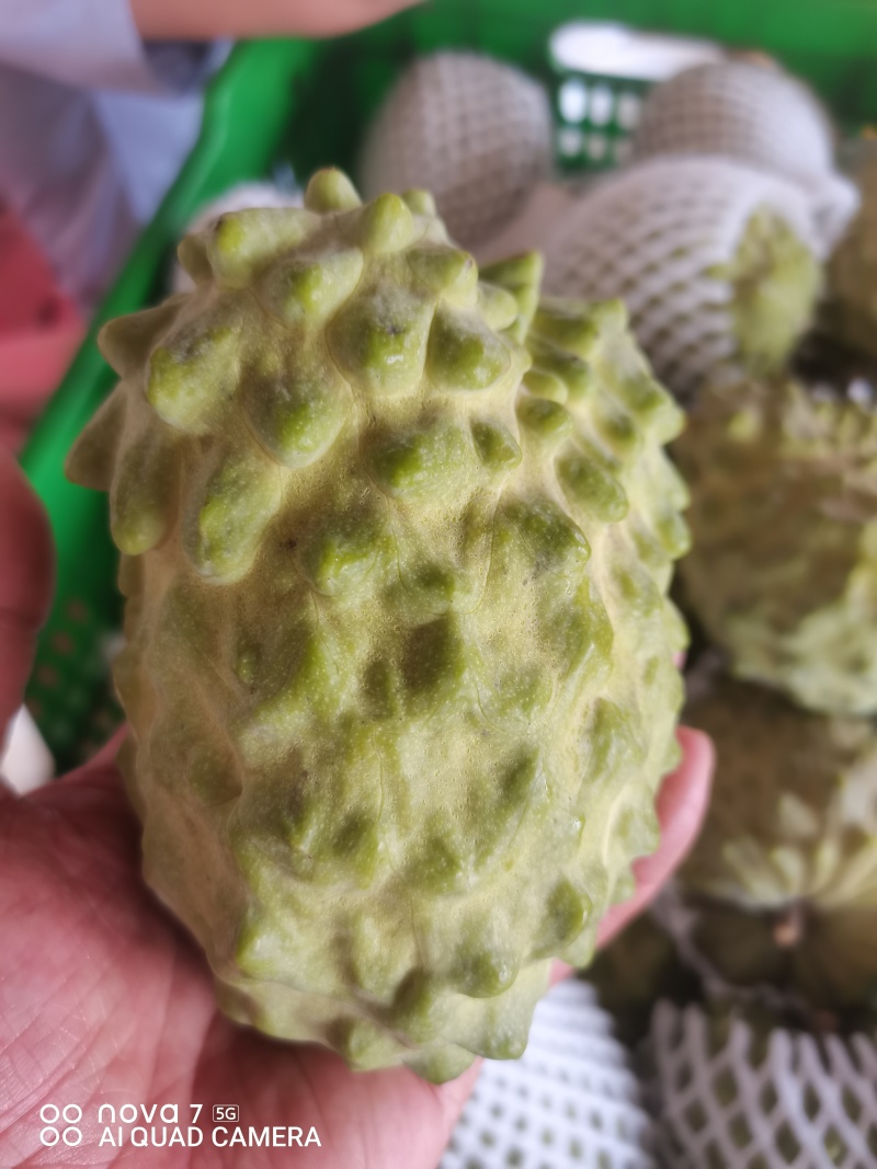 广西精品台湾释枷果，正常供应中，欢迎各大老板来电咨询。