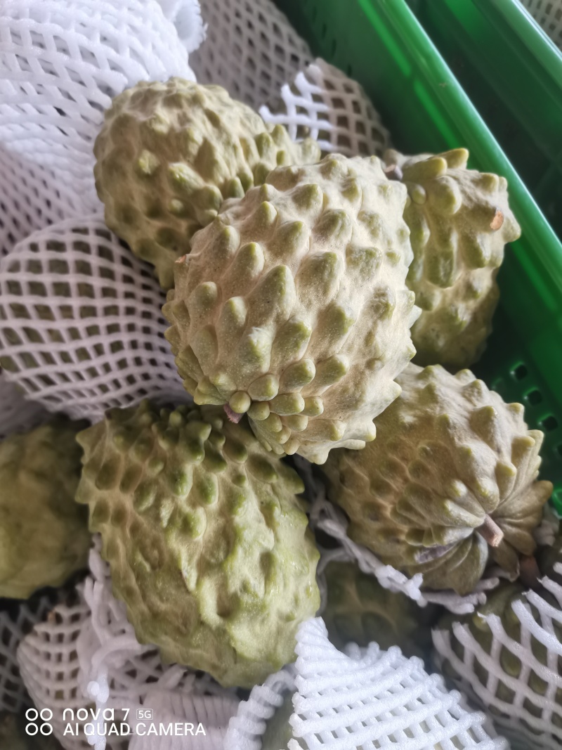 广西精品台湾释枷果，正常供应中，欢迎各大老板来电咨询。