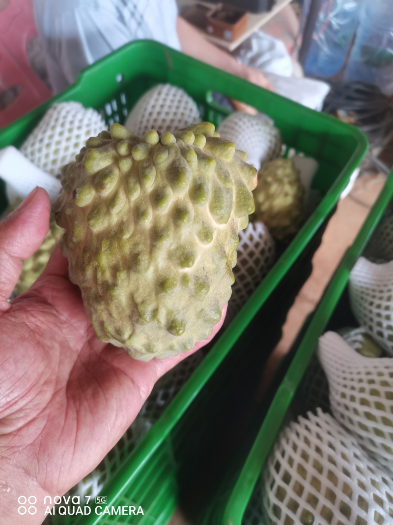广西精品台湾释枷果，正常供应中，欢迎各大老板来电咨询。