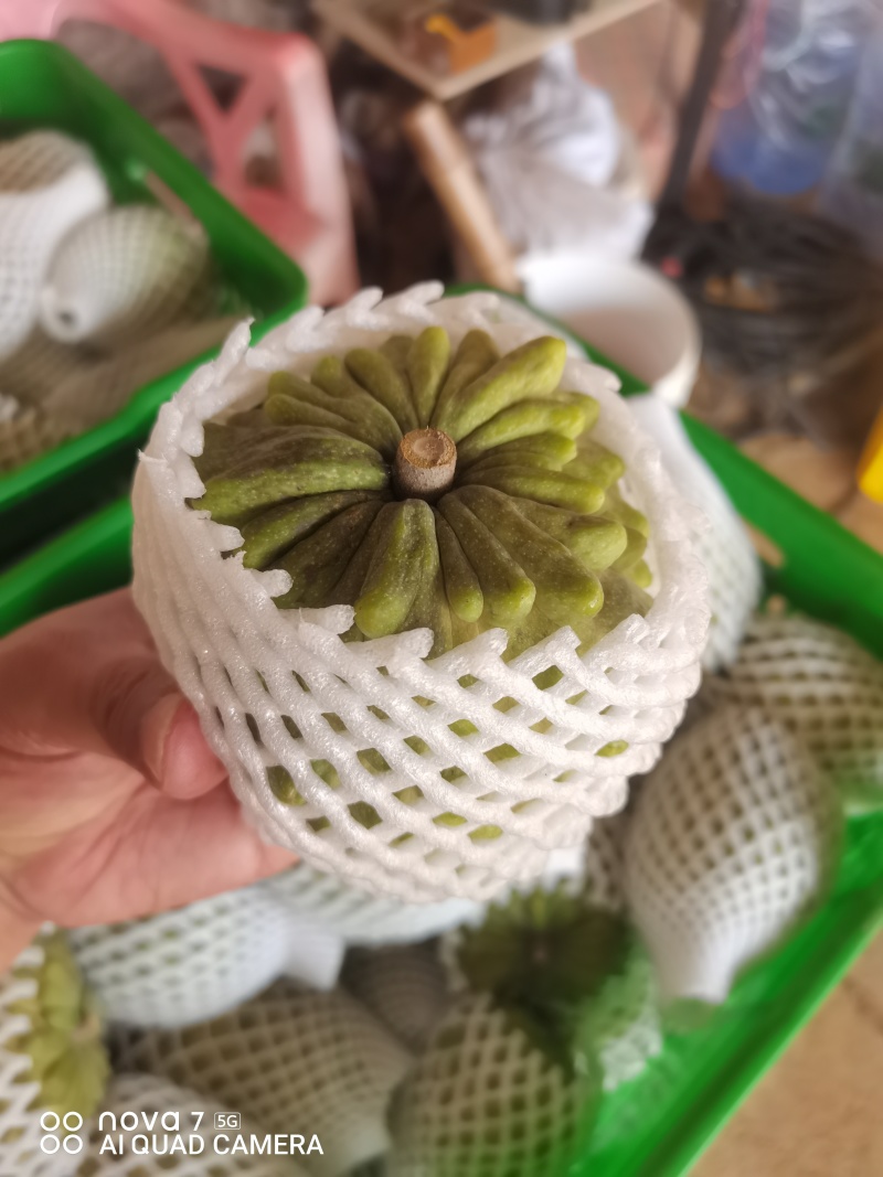 广西精品台湾释枷果，正常供应中，欢迎各大老板来电咨询。