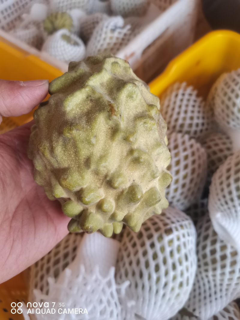 广西精品台湾释枷果，正常供应中，欢迎各大老板来电咨询。
