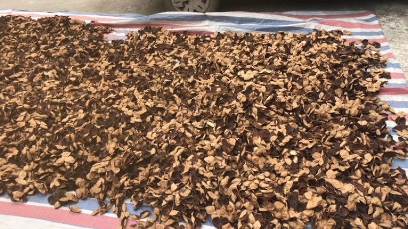 厂家新会老陈皮天马，梅江东甲，连锁企业食品标准