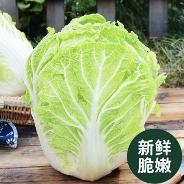 {实力}山东黄心白菜，量大从优，产地直发，欢迎来点