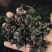 裙带菜灰干裙带菜厂家直销量大质优价格优惠一手货源