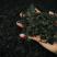 裙带菜灰干裙带菜厂家直销量大质优价格优惠一手货源
