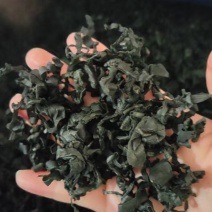 裙带菜灰干裙带菜厂家直销量大质优价格优惠一手货源