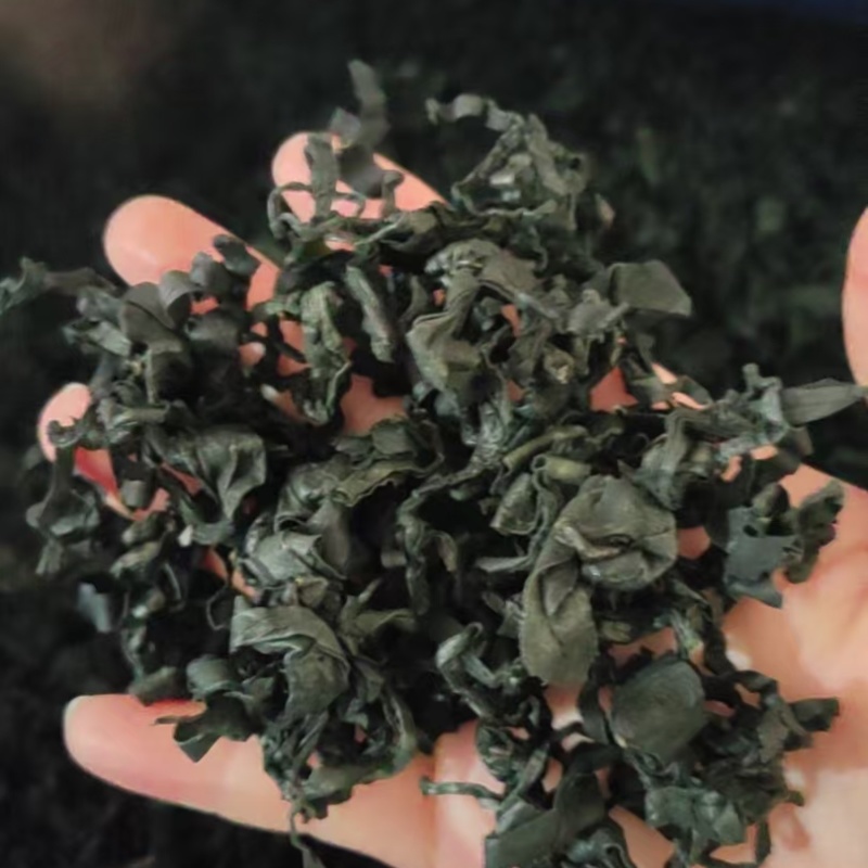 裙带菜灰干裙带菜厂家直销量大质优价格优惠一手货源