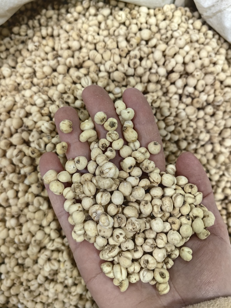 贝母批发平贝母规格齐全可供实体店量大价优