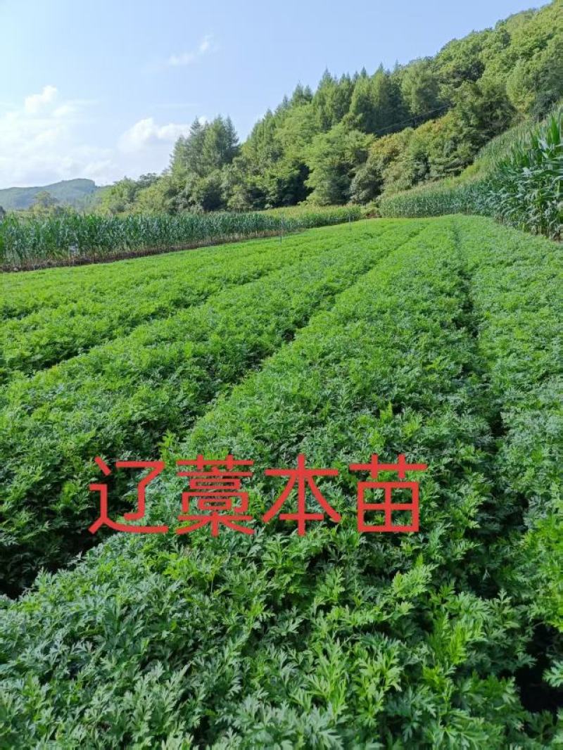 藁本苗大量供货成活率高支持免费技术指导欢迎来电洽谈