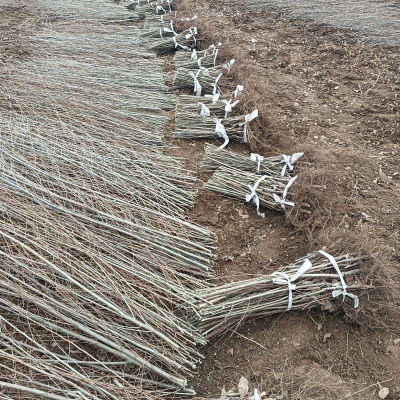中国**的金叶榆基地优质嫁接金叶榆