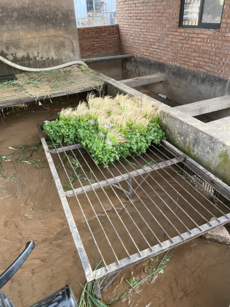 湖北香菜大量上市香菜基地直供可视频看货