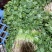 湖北香菜大量上市香菜基地直供可视频看货