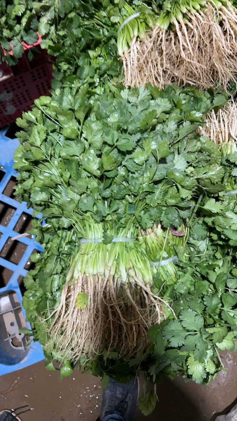 湖北香菜大量上市香菜基地直供可视频看货