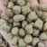 覆盆子大粒粒粒饱满各种规格
