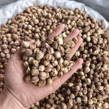豆蔻精选豆蔻批发零售