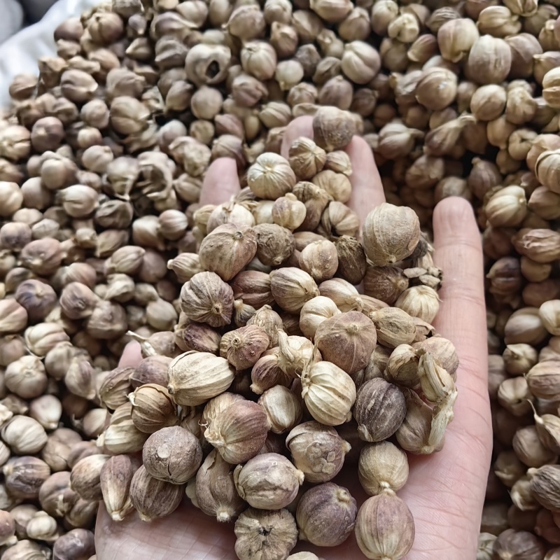 豆蔻精选豆蔻批发零售