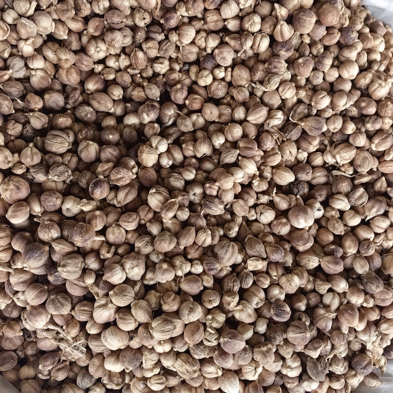 豆蔻精选豆蔻批发零售