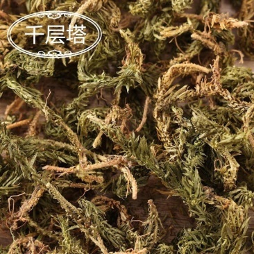 千层塔中药材千层塔蛇新鲜毛特级虱子草生扯拢