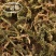 千层塔中药材千层塔蛇新鲜毛特级虱子草生扯拢