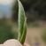 福鼎白茶银针茶青核心厂区银针代收加工