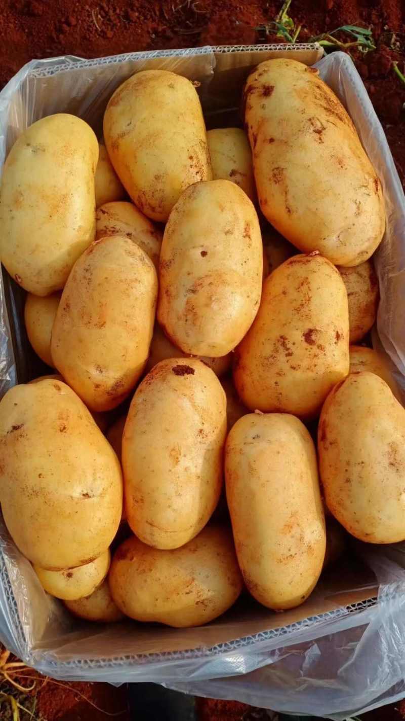 v7土豆开封黄皮黄心土豆干洗出库代收代发代加工全国
