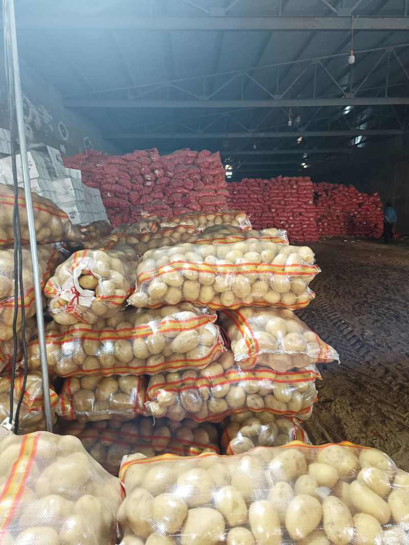 v7土豆开封黄皮黄心土豆干洗出库代收代发代加工全国