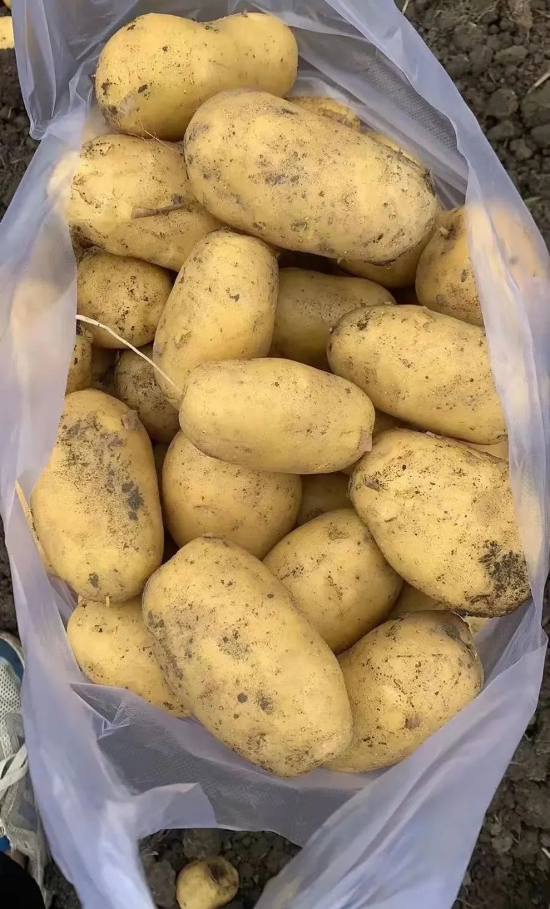 v7土豆开封黄皮黄心土豆干洗出库代收代发代加工全国