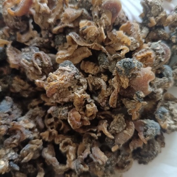 扇贝肉（饲料用）
