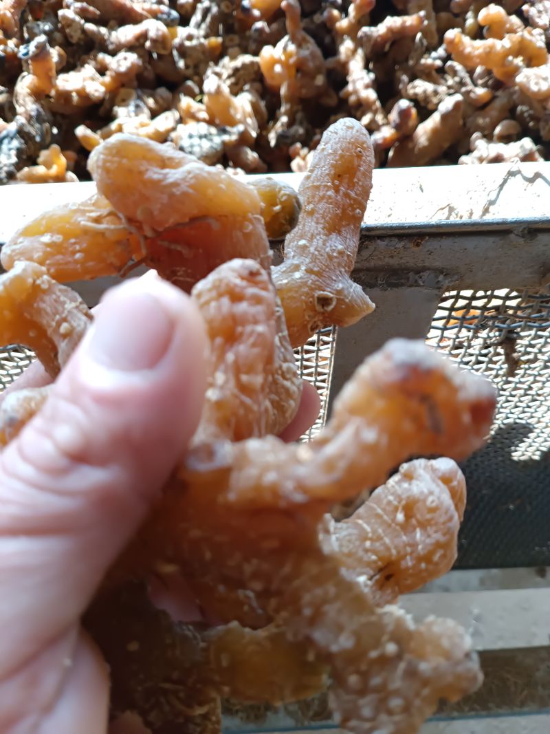 黄精干货