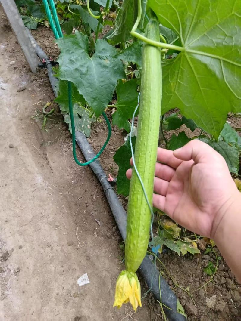 鲜花丝瓜各种规格都有