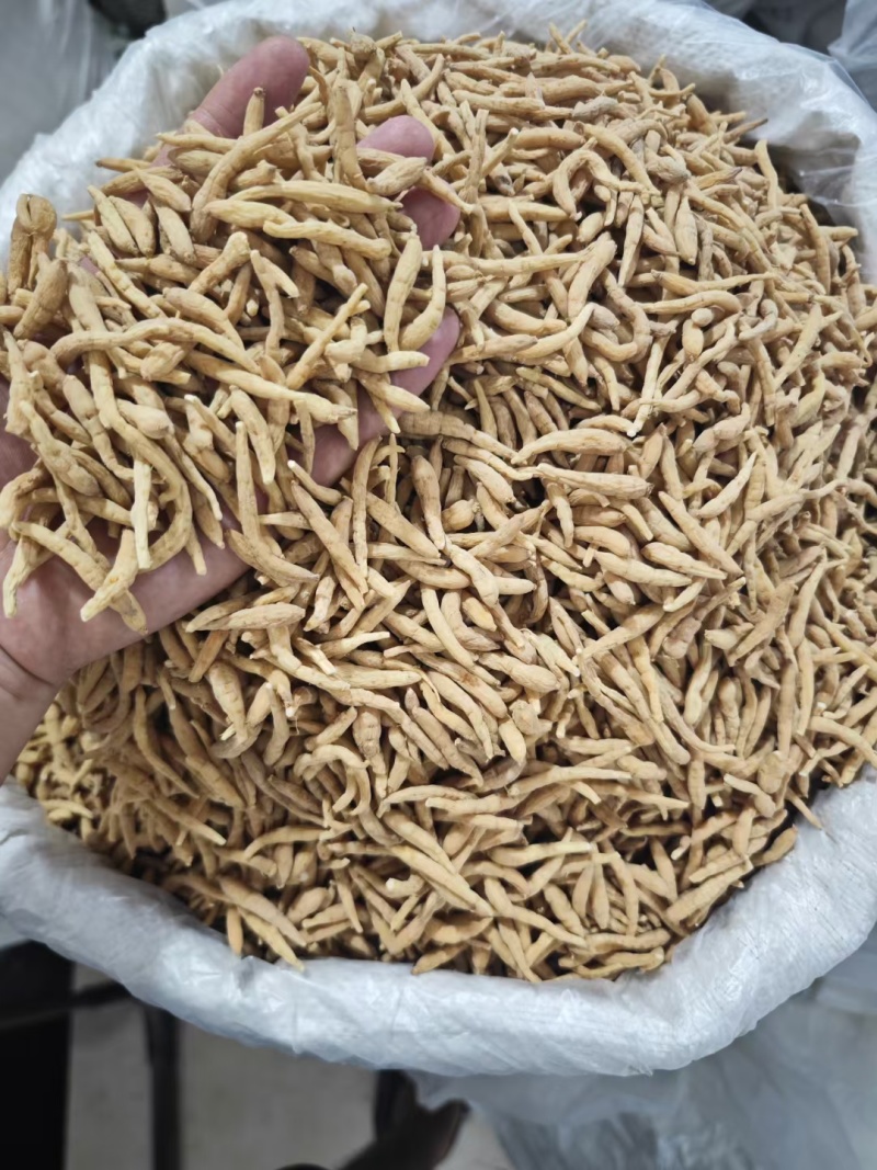 太子参贵州药食同源优质各种规格