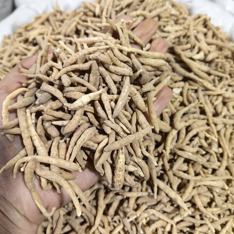 太子参贵州药食同源优质各种规格