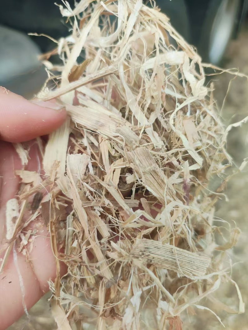 玉米秸秆基地直发对接养殖场大量供应