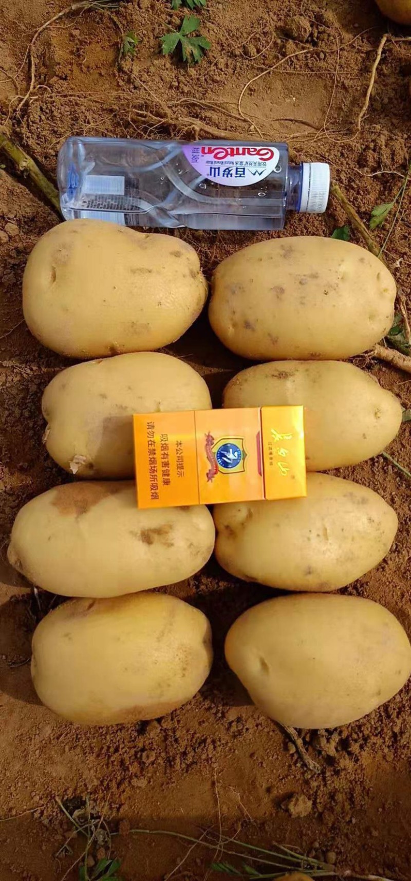 希森土豆开封希森6号黄心土豆商超电商整车干洗发货