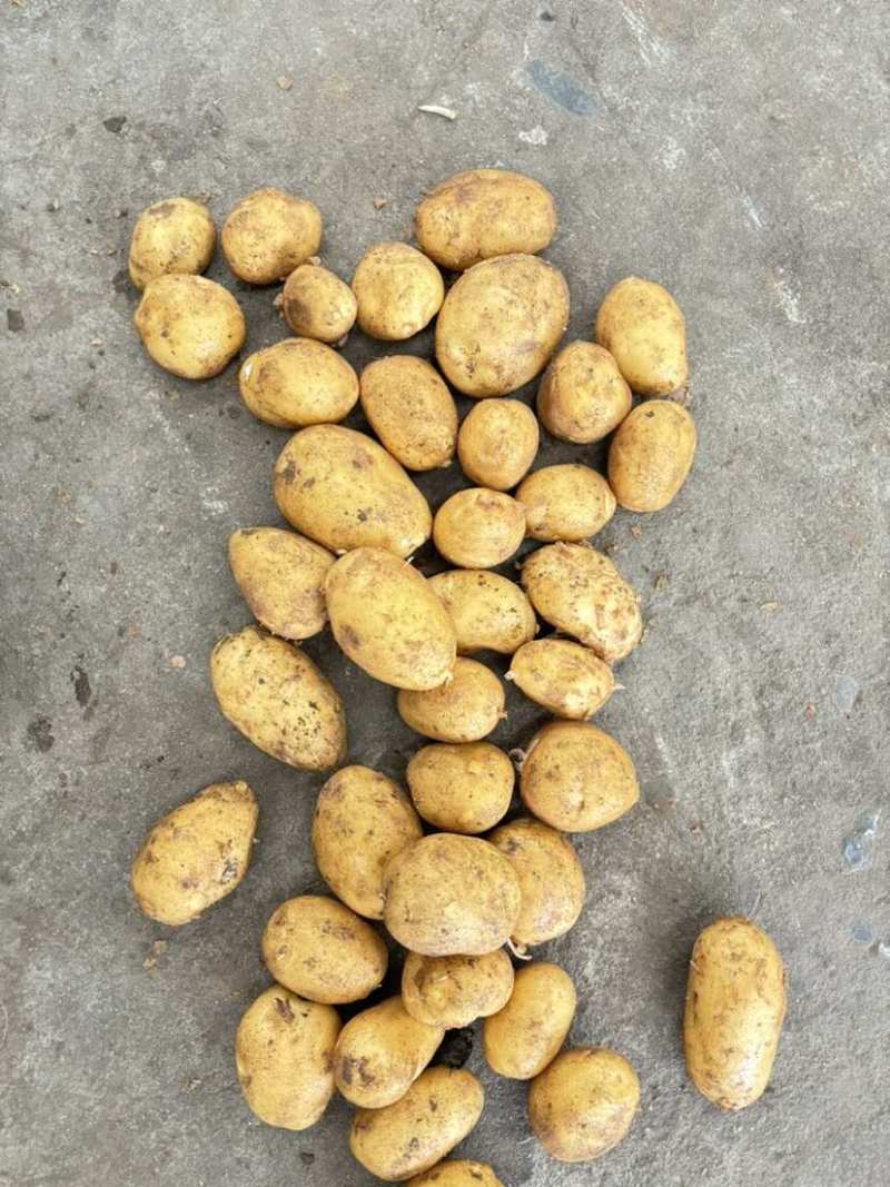 希森土豆开封希森6号黄心土豆商超电商整车干洗发货