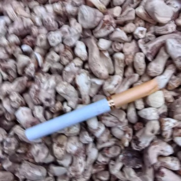 香菇腿抛光打磨经过二次机器处理然后人工挑捡