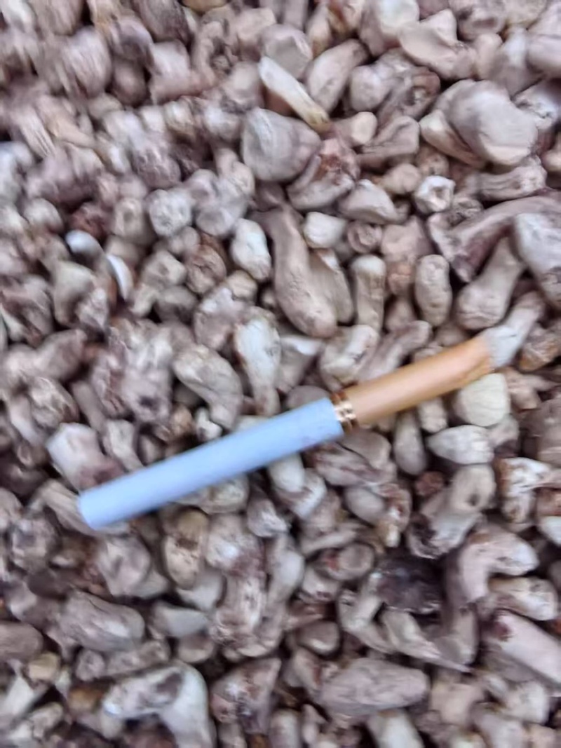 香菇腿抛光打磨经过二次机器处理然后人工挑捡