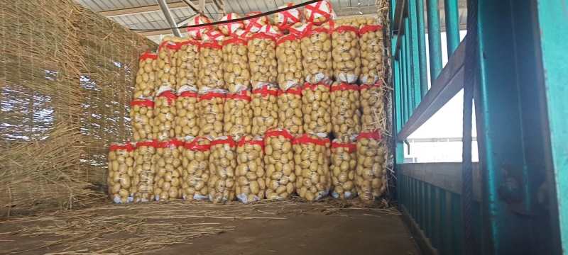 荷兰十五土豆通许土豆货源稳定冷库加工直发一手货源