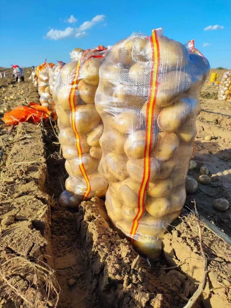 荷兰十五土豆通许土豆货源稳定冷库加工直发一手货源