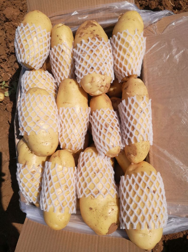 荷兰十五土豆通许土豆货源稳定冷库加工直发一手货源