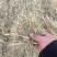 江西稻草对接养殖场量大价优常年供应