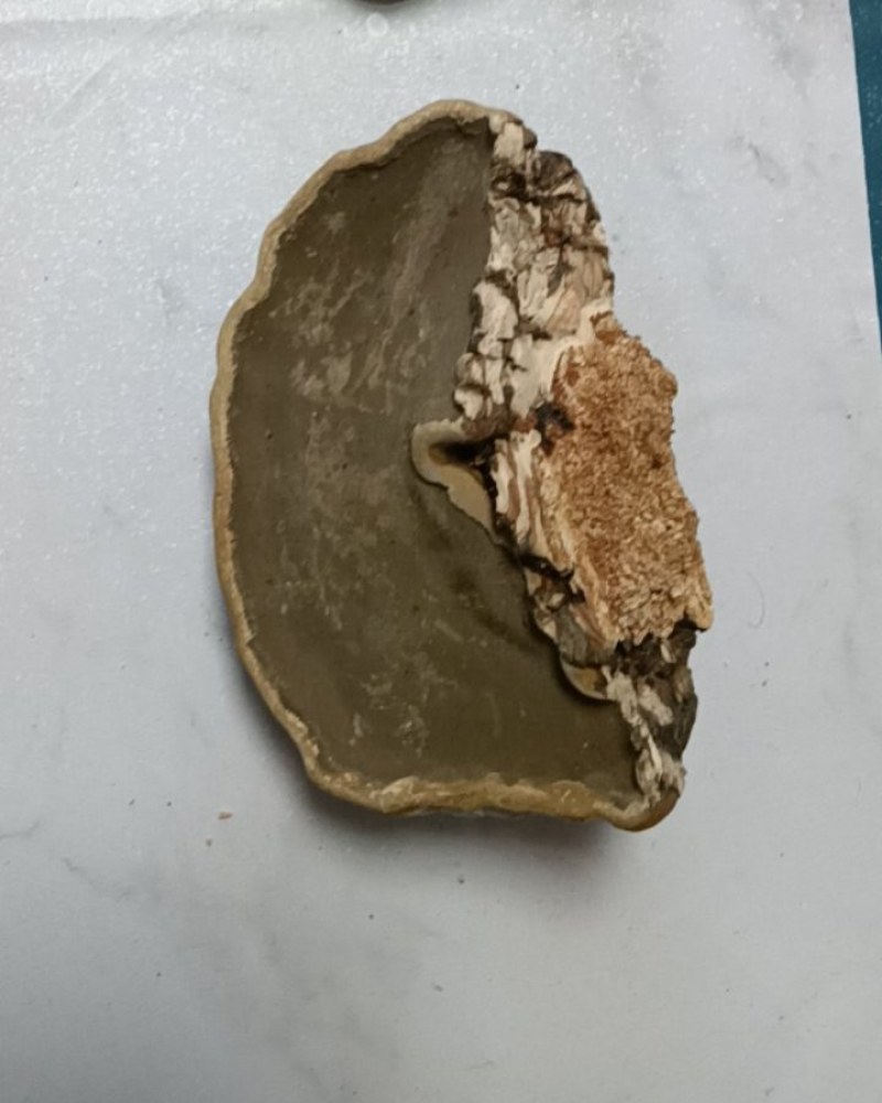 木蹄层孔菌