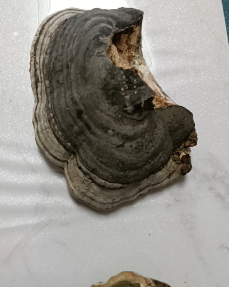 木蹄层孔菌