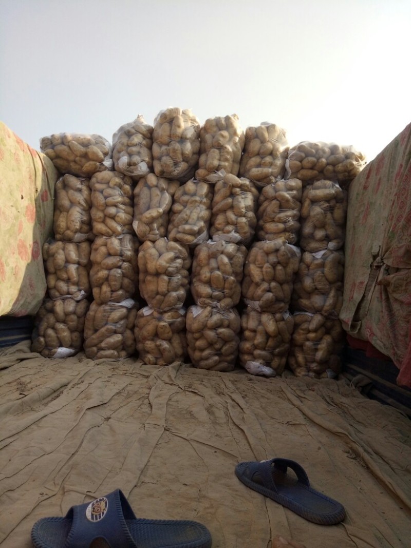 荷兰十五土豆通许土豆货源稳定冷库加工直发一手货源