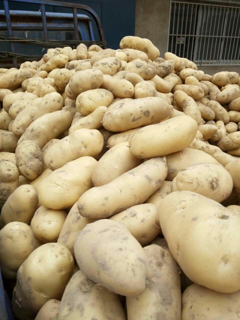 荷兰十五土豆通许土豆货源稳定冷库加工直发一手货源