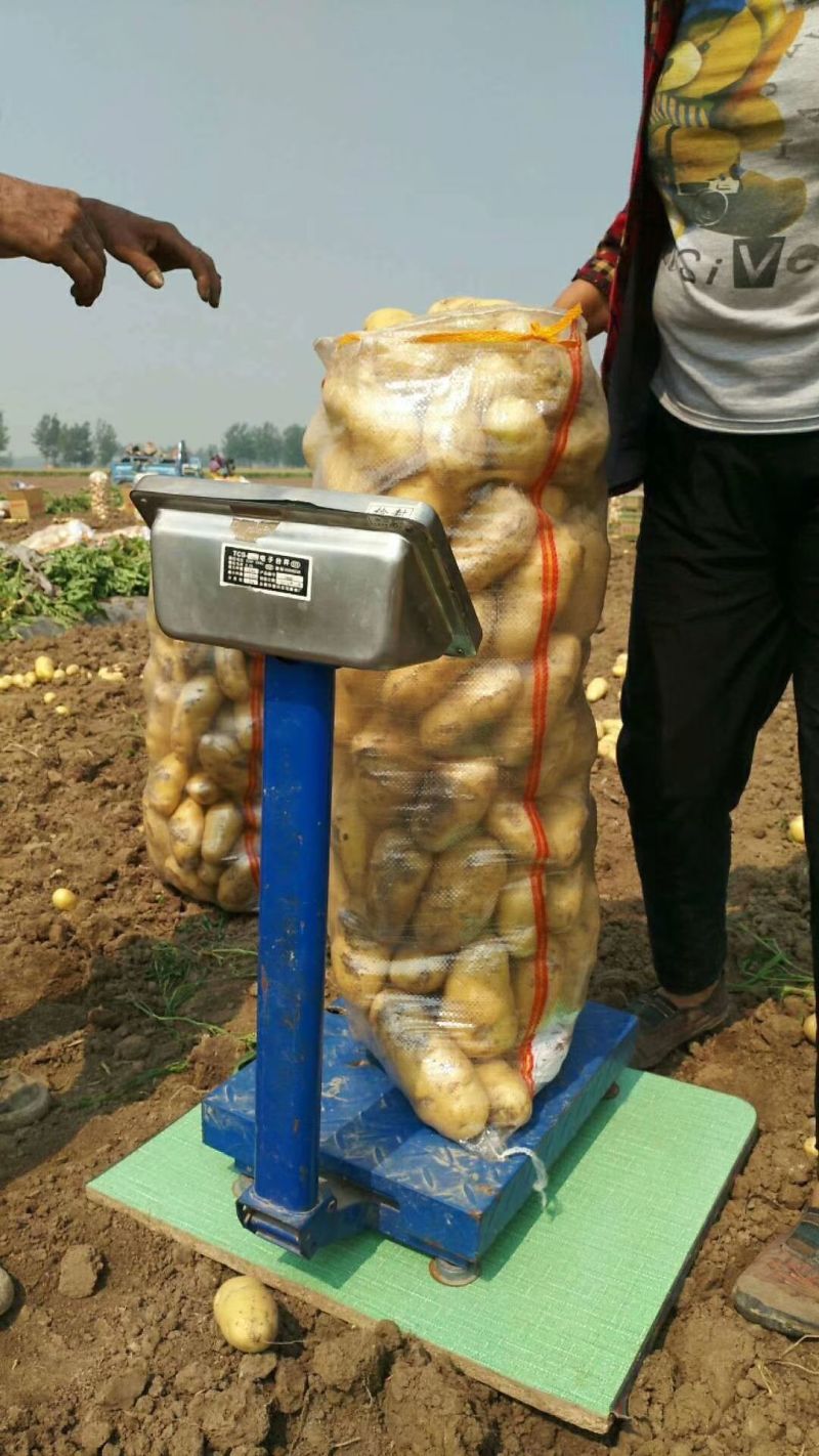荷兰十五土豆通许土豆货源稳定冷库加工直发一手货源